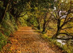 Autumn Escapes